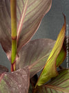 Leaf detail of Canna Tropicanna Black Knight, organically grown tropical plants form South Africa for sale at TOMs FLOWer CLUB. 