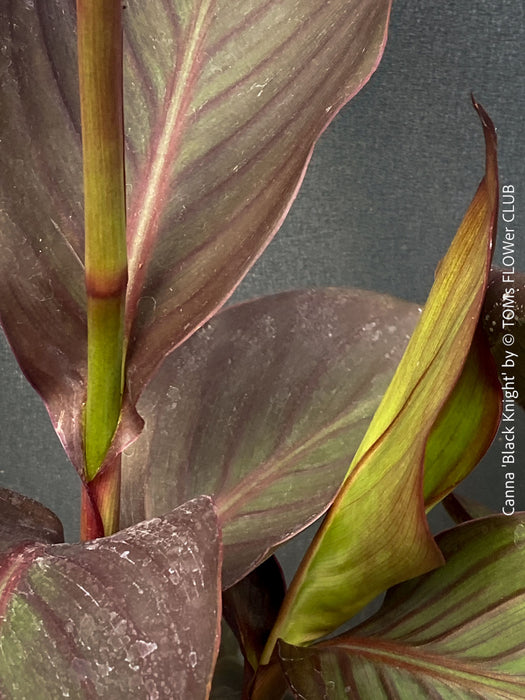 Leaf detail of Canna Tropicanna Black Knight, organically grown tropical plants form South Africa for sale at TOMs FLOWer CLUB. 