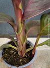 Canna Tropicanna Black Knight, organically grown tropical plants form South Africa for sale at TOMs FLOWer CLUB. 