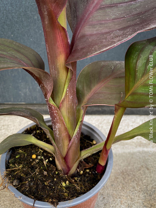 Canna Tropicanna Black Knight, organically grown tropical plants form South Africa for sale at TOMs FLOWer CLUB. 