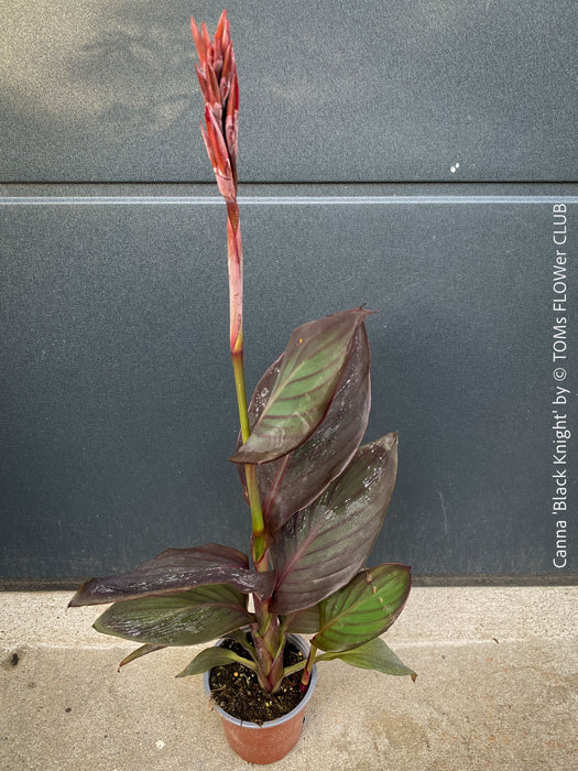 Flowering Canna Tropicanna Black Knight, organically grown tropical plants form South Africa for sale at TOMs FLOWer CLUB. 