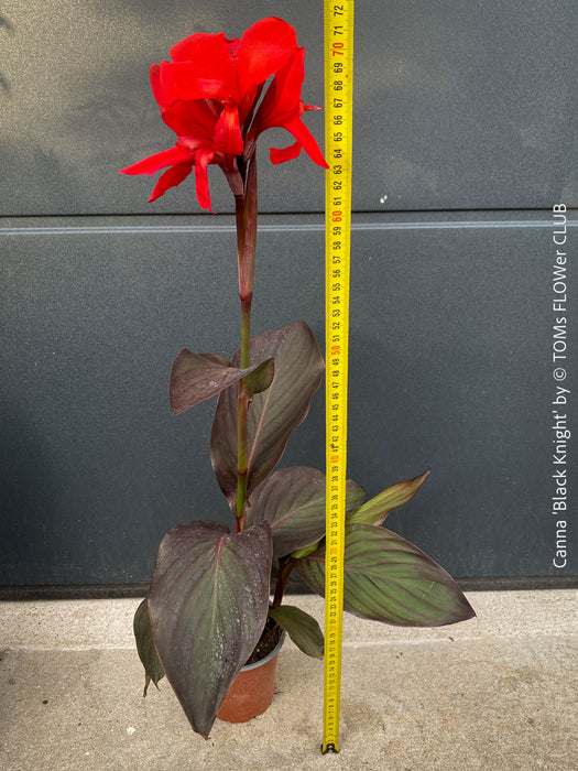 Canna Tropicanna Black Knight, organically grown tropical plants form South Africa for sale at TOMs FLOWer CLUB. 