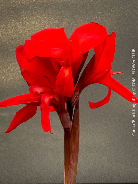 Red flower of Canna Tropicanna Black Knight, organically grown tropical plants form South Africa for sale at TOMs FLOWer CLUB. 