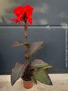 Canna Tropicanna Black Knight, organically grown tropical plants form South Africa for sale at TOMs FLOWer CLUB. 