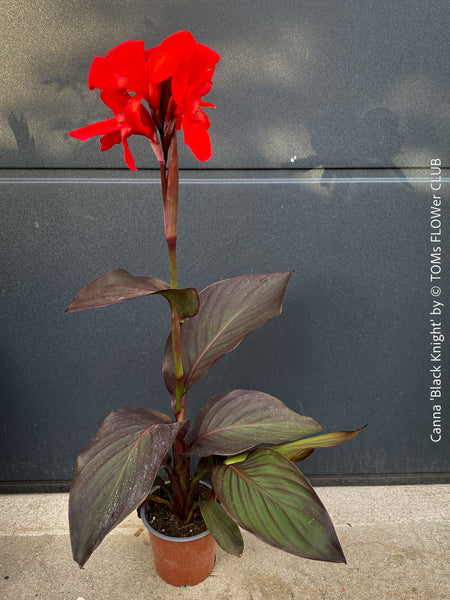 Canna Tropicanna Black Knight, organically grown tropical plants form South Africa for sale at TOMs FLOWer CLUB. 