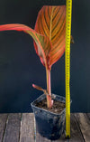 Canna Durban, magic foliage plant from South Africa, organically grown tropical plants for sale at TOMs FLOWer CLUB