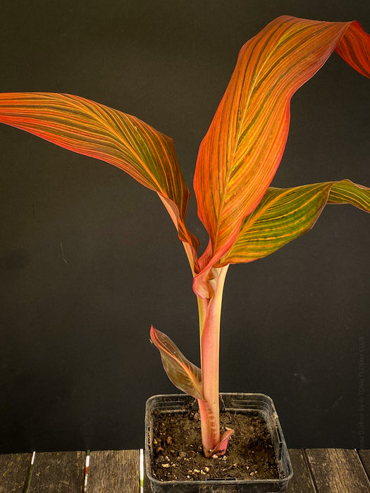 Canna Durban, magic foliage plant from South Africa, organically grown tropical plants for sale at TOMs FLOWer CLUB