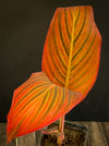 Canna Durban, magic foliage plant from South Africa, organically grown tropical plants for sale at TOMs FLOWer CLUB