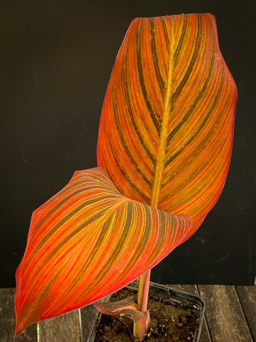 Canna Durban, magic foliage plant from South Africa, organically grown tropical plants for sale at TOMs FLOWer CLUB