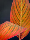 Canna Durban, magic foliage plant from South Africa, organically grown tropical plants for sale at TOMs FLOWer CLUB