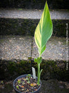 Canna Stuttgart, magic variegata foliage, hybride plant from South Africa, organically grown tropical plants for sale at TOMs FLOWer CLUB