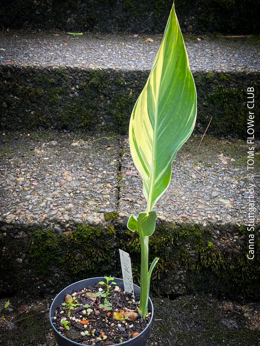 Canna Stuttgart, magic variegata foliage, hybride plant from South Africa, organically grown tropical plants for sale at TOMs FLOWer CLUB