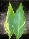 Canna Stuttgart, magic variegata foliage, hybride plant from South Africa, organically grown tropical plants for sale at TOMs FLOWer CLUB