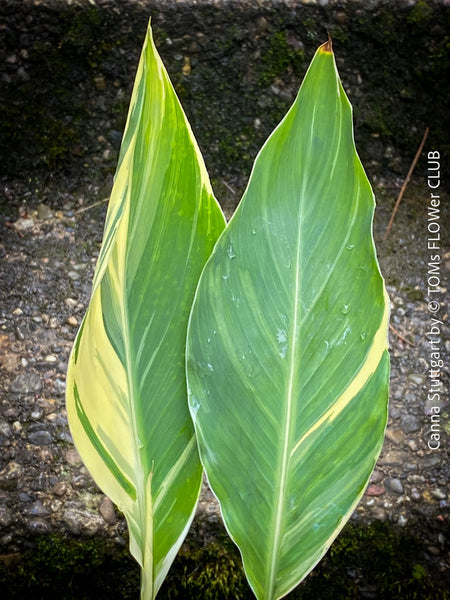 Canna Stuttgart, magic variegata foliage, hybride plant from South Africa, organically grown tropical plants for sale at TOMs FLOWer CLUB