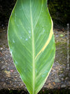 Canna Stuttgart, magic variegata foliage, hybride plant from South Africa, organically grown tropical plants for sale at TOMs FLOWer CLUB