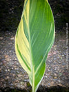 Canna Stuttgart, magic variegata foliage, hybride plant from South Africa, organically grown tropical plants for sale at TOMs FLOWer CLUB