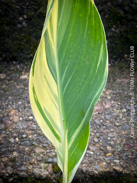 Canna Stuttgart, magic variegata foliage, hybride plant from South Africa, organically grown tropical plants for sale at TOMs FLOWer CLUB