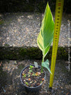 Canna Stuttgart, magic variegata foliage, hybride plant from South Africa, organically grown tropical plants for sale at TOMs FLOWer CLUB