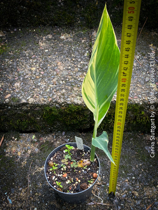 Canna Stuttgart, magic variegata foliage, hybride plant from South Africa, organically grown tropical plants for sale at TOMs FLOWer CLUB