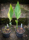Canna Stuttgart, magic variegata foliage, hybride plant from South Africa, organically grown tropical plants for sale at TOMs FLOWer CLUB