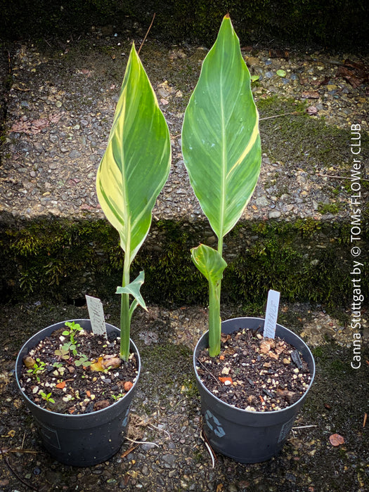 Canna Stuttgart, magic variegata foliage, hybride plant from South Africa, organically grown tropical plants for sale at TOMs FLOWer CLUB