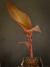 Canna Tropicanna Black, organically grown tropical plants form South Africa for sale at TOMs FLOWer CLUB. 