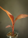 Canna Tropicanna Black, organically grown tropical plants form South Africa for sale at TOMs FLOWer CLUB. 