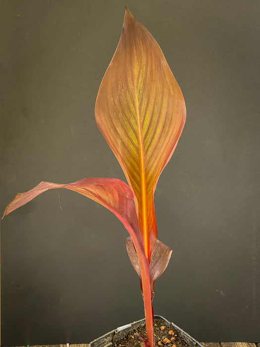 Canna Tropicanna Black, organically grown tropical plants form South Africa for sale at TOMs FLOWer CLUB. 