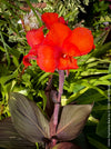 Canna Tropicanna Black, organically grown tropical plants form South Africa for sale at TOMs FLOWer CLUB. 