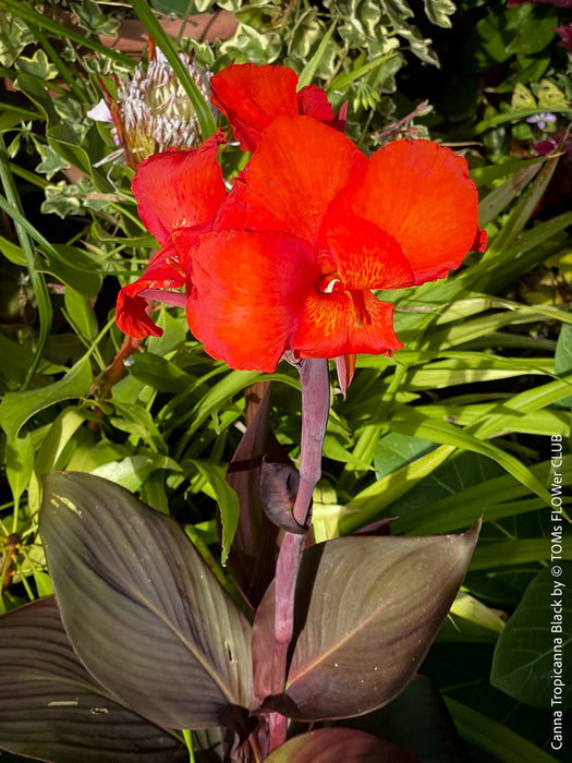 Canna Tropicanna Black, organically grown tropical plants form South Africa for sale at TOMs FLOWer CLUB. 