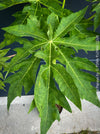 Carica Papaya, organically grown tropical fruit plants for sale at TOMs FLOWer CLUB
