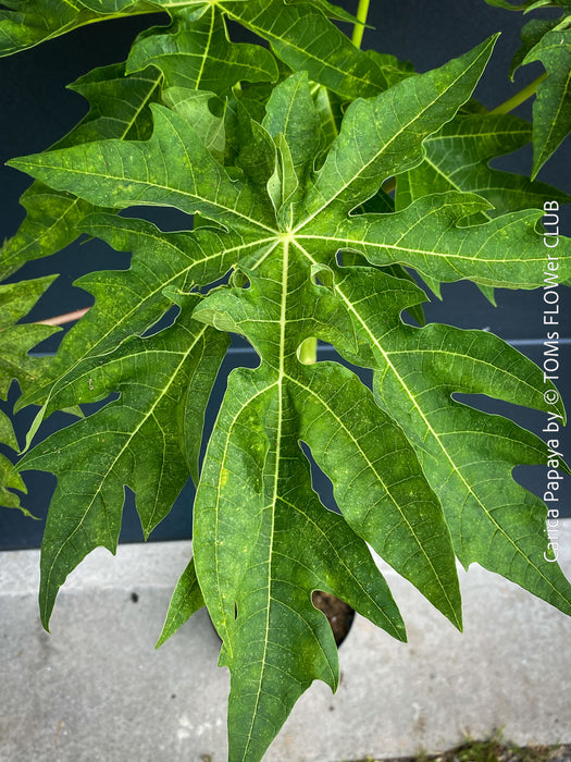 Carica Papaya, organically grown tropical fruit plants for sale at TOMs FLOWer CLUB