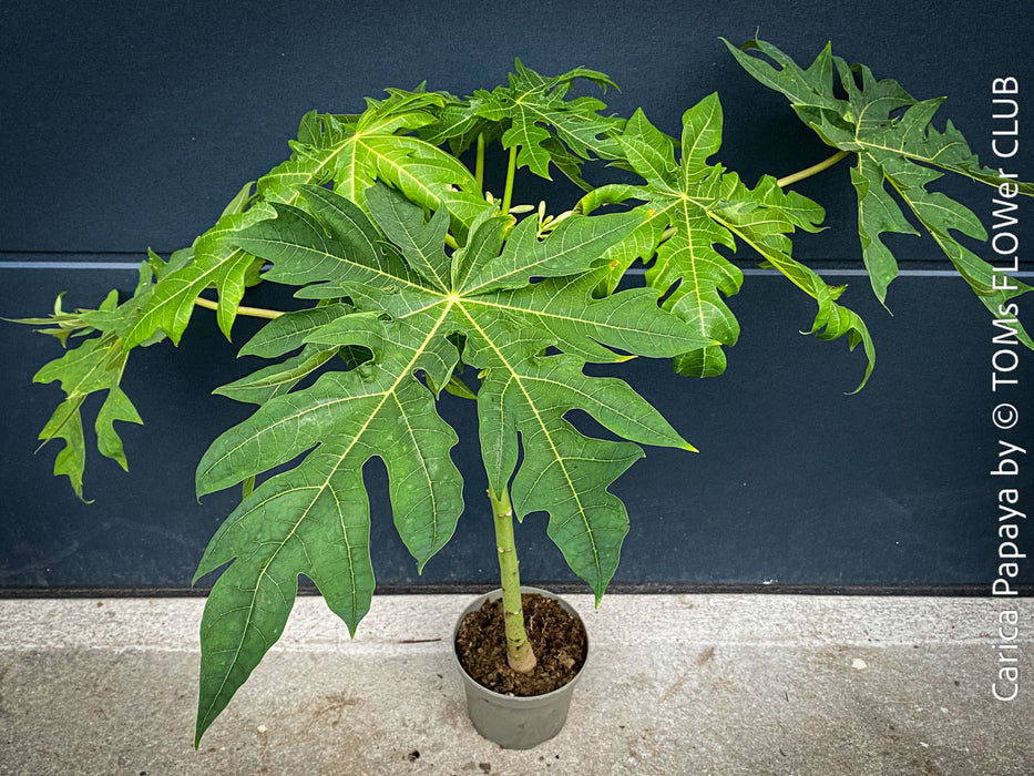 Carica Papaya, organically grown tropical fruit plants for sale at TOMs FLOWer CLUB