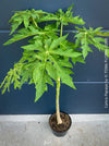 Carica Papaya, organically grown tropical fruit plants for sale at TOMs FLOWer CLUB