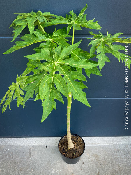 Carica Papaya, organically grown tropical fruit plants for sale at TOMs FLOWer CLUB