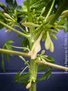 Flowering Carica Papaya, organically grown tropical fruit plants for sale at TOMs FLOWer CLUB