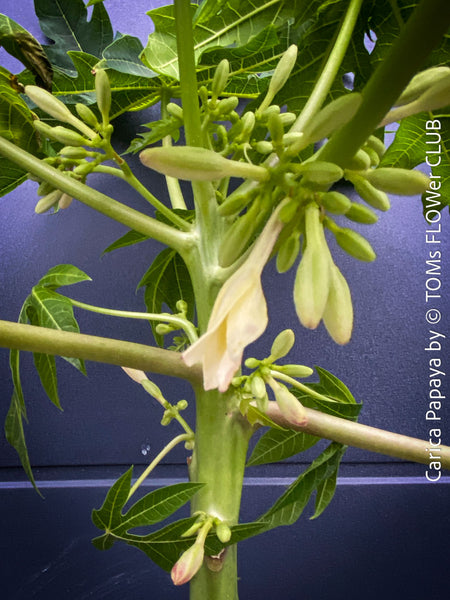 Flowering Carica Papaya, organically grown tropical fruit plants for sale at TOMs FLOWer CLUB