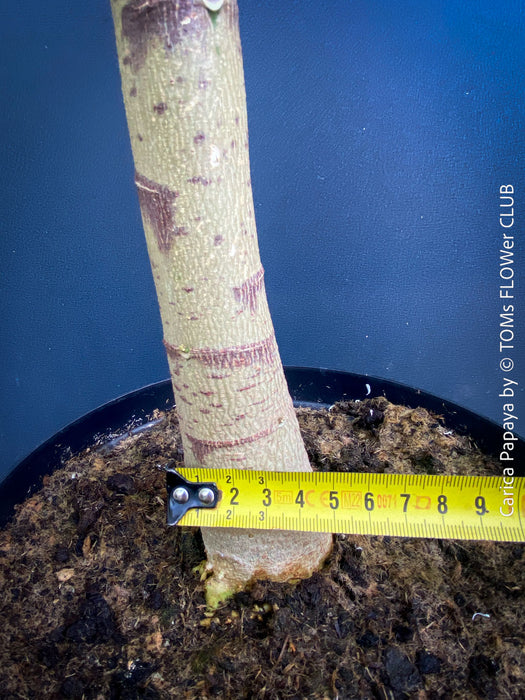 Carica Papaya, organically grown tropical fruit plants for sale at TOMs FLOWer CLUB