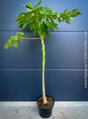 Carica Papaya, organically grown tropical fruit plants for sale at TOMs FLOWer CLUB