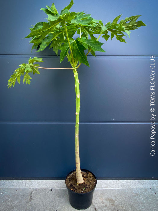 Carica Papaya, organically grown tropical fruit plants for sale at TOMs FLOWer CLUB