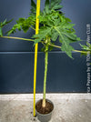 Carica Papaya, organically grown tropical fruit plants for sale at TOMs FLOWer CLUB