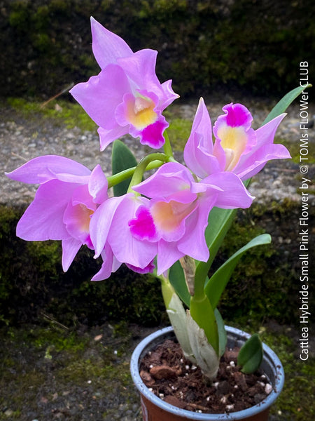Cattlea Hybride, pink violet flowering orchid, organically grown tropical plants for sale at TOMs FLOWer CLUB