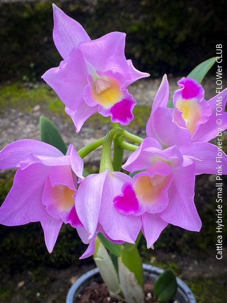 Cattlea Hybride, Cattlea Mini Purple Coerulea, white purple violet flowering orchid, organically grown tropical plants for sale at TOMs FLOWer CLUB