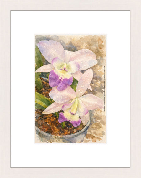 Cattlea Mini Purple Coerulea, Aquarelle-style paper print in maple wood frame, after an original photograph by Swiss photographer TOMas Rodak for sale at TOMs FLOWer CLUB. 