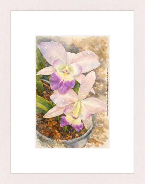 Cattlea Mini Purple Coerulea, Aquarelle-style paper print in maple wood frame, after an original photograph by Swiss photographer TOMas Rodak for sale at TOMs FLOWer CLUB. 