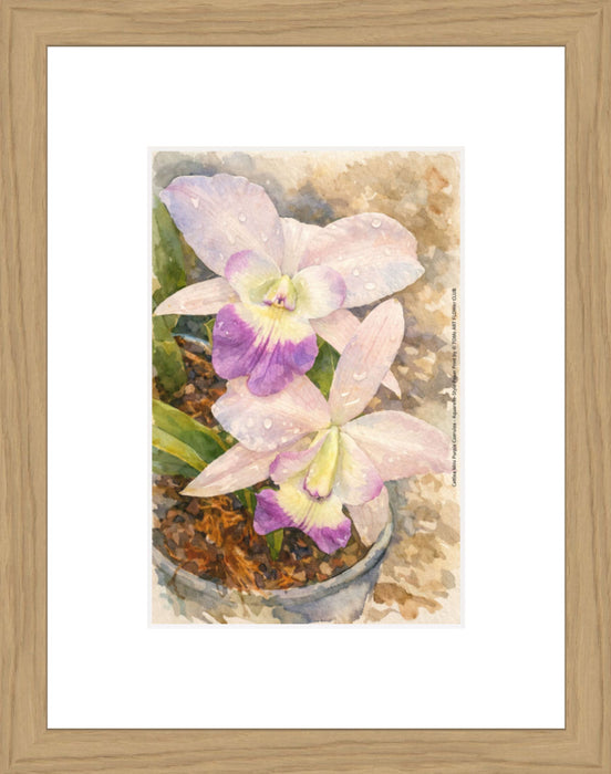 Cattlea Mini Purple Coerulea, Aquarelle-style paper print in oak wood frame, after an original photograph by Swiss photographer TOMas Rodak for sale at TOMs FLOWer CLUB. 