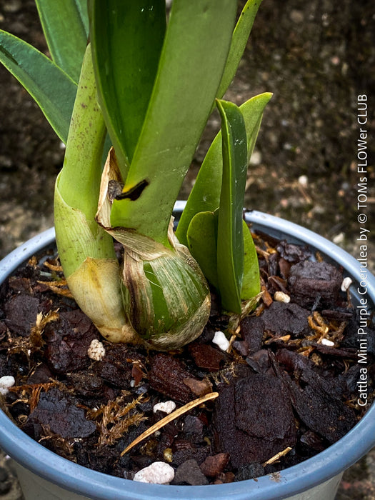 Cattlea Hybride, Cattlea Mini Purple Coerulea, white purple violet flowering orchid, organically grown tropical plants for sale at TOMs FLOWer CLUB