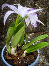 Cattlea Hybride, Cattlea Mini Purple Coerulea, white purple violet flowering orchid, organically grown tropical plants for sale at TOMs FLOWer CLUB
