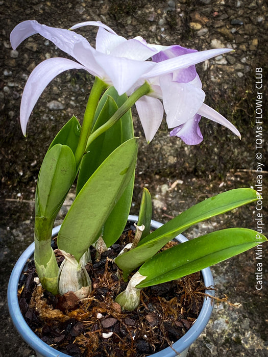 Cattlea Hybride, Cattlea Mini Purple Coerulea, white purple violet flowering orchid, organically grown tropical plants for sale at TOMs FLOWer CLUB