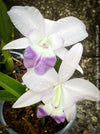 Cattlea Hybride, Cattlea Mini Purple Coerulea, white purple violet flowering orchid, organically grown tropical plants for sale at TOMs FLOWer CLUB
